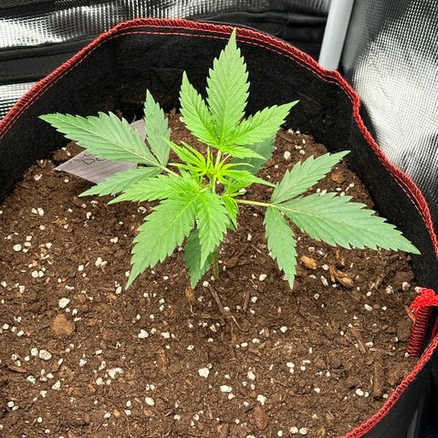 NLAF growlog timeline photo