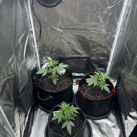NLAF growlog timeline photo