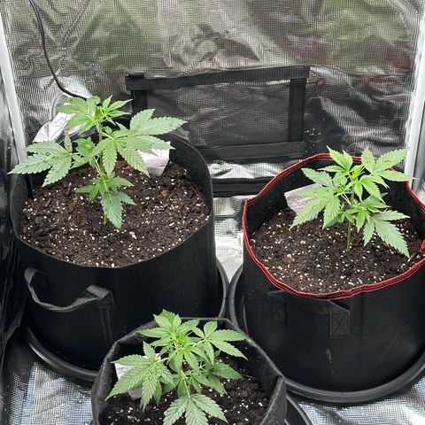 NLAF growlog timeline photo