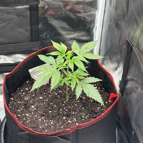 NLAF growlog timeline photo