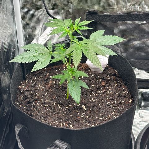 NLAF growlog timeline photo