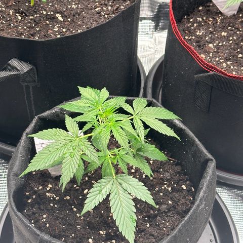NLAF growlog timeline photo