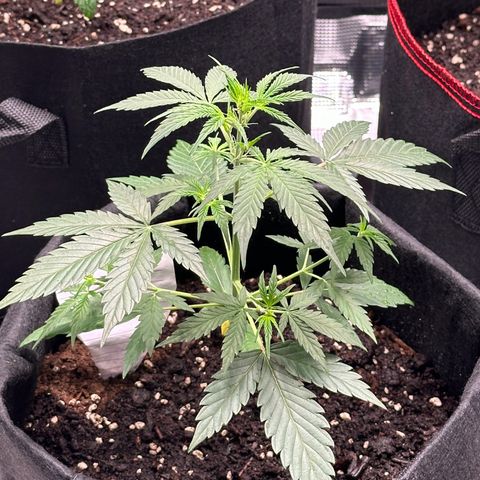 NLAF growlog timeline photo