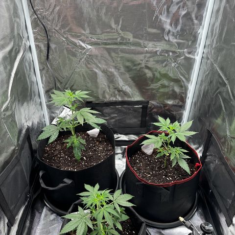 NLAF growlog timeline photo