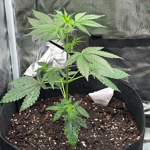 NLAF growlog timeline photo