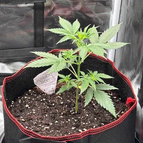 NLAF growlog timeline photo