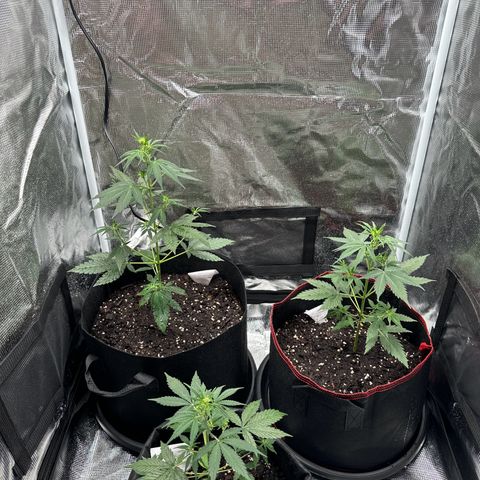 NLAF growlog timeline photo
