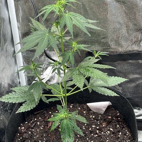 NLAF growlog timeline photo