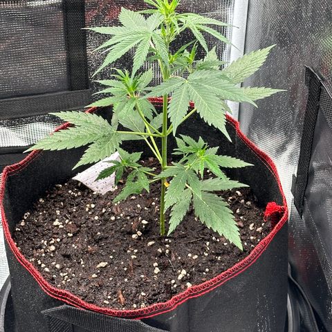 NLAF growlog timeline photo