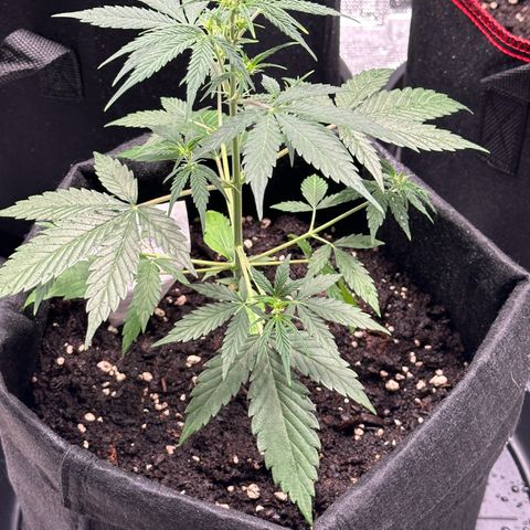NLAF growlog timeline photo