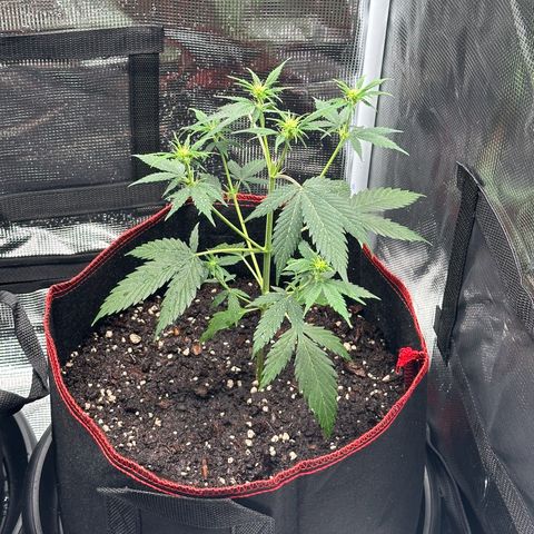 NLAF growlog photo: Topped 3 days ago, scrappy on deathbed