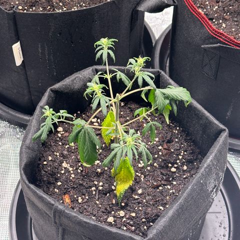 NLAF growlog photo: Topped 3 days ago, scrappy on deathbed