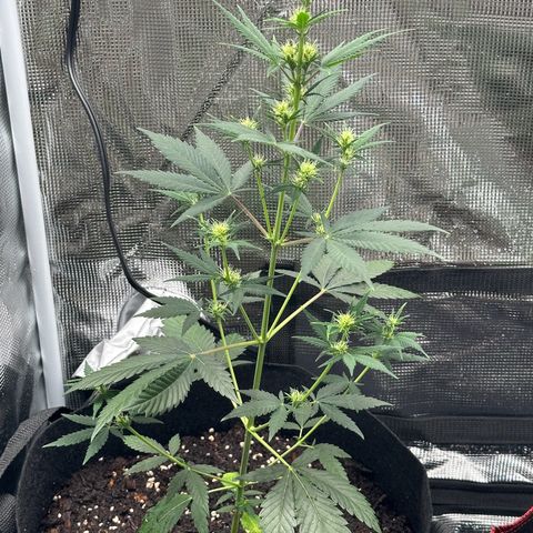 NLAF growlog photo: Topped 3 days ago, scrappy on deathbed