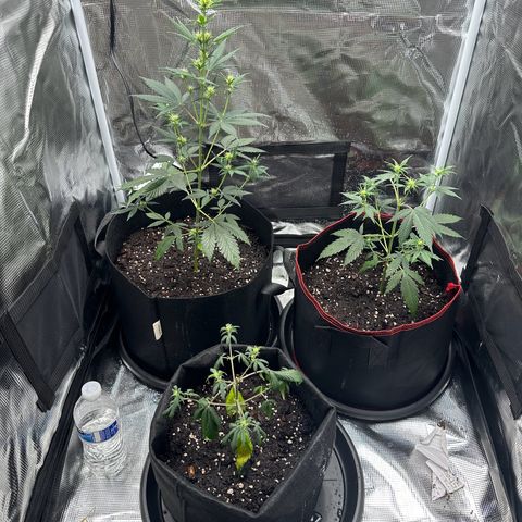 NLAF growlog photo: Topped 3 days ago, scrappy on deathbed
