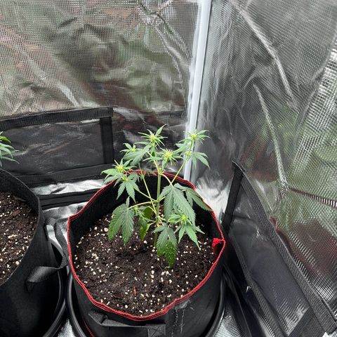 NLAF growlog timeline photo