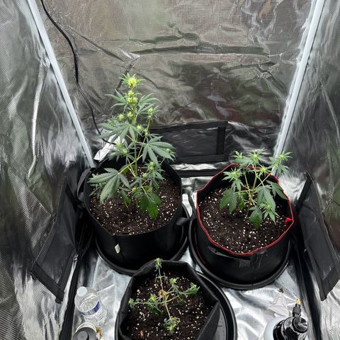 NLAF growlog timeline photo