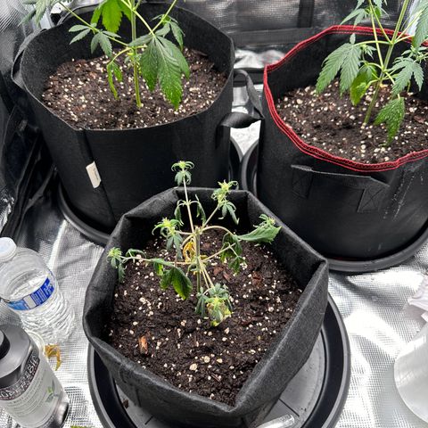 NLAF growlog timeline photo