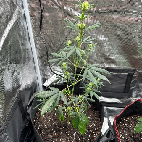 NLAF growlog timeline photo