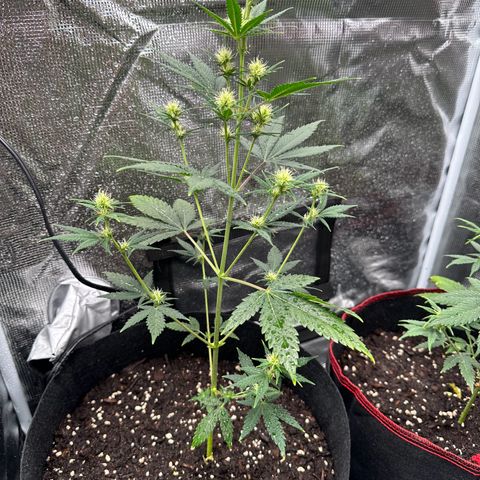 NLAF growlog timeline photo