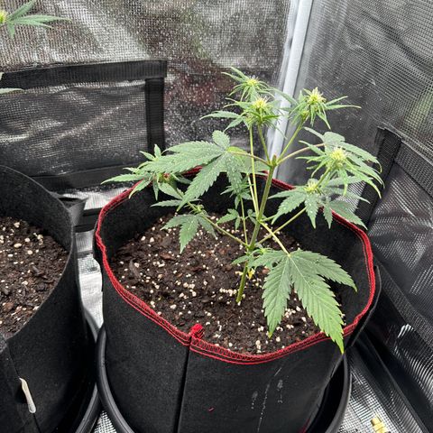 NLAF growlog timeline photo