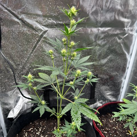 NLAF growlog timeline photo