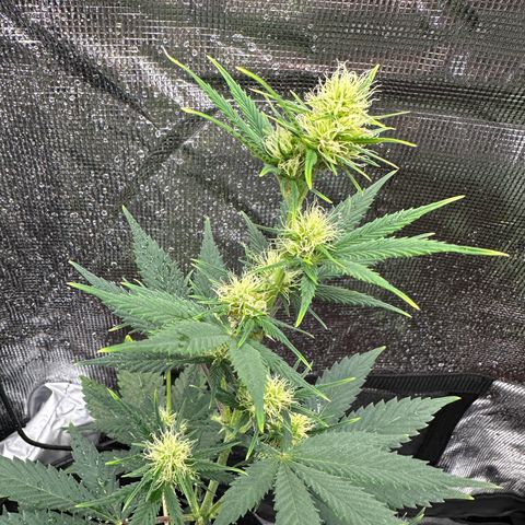 NLAF growlog timeline photo