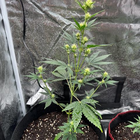 NLAF growlog timeline photo