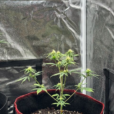 NLAF growlog timeline photo