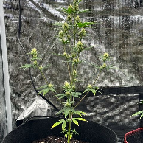 NLAF growlog timeline photo