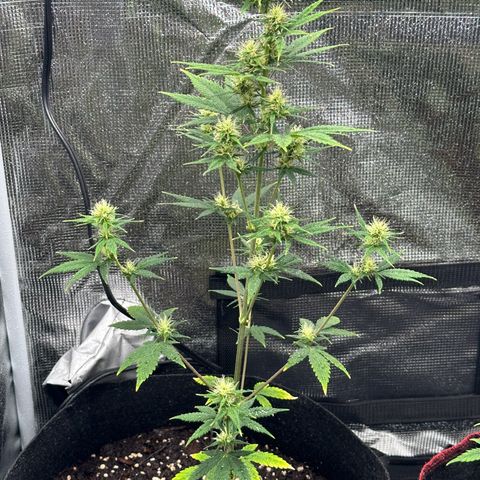 NLAF growlog timeline photo