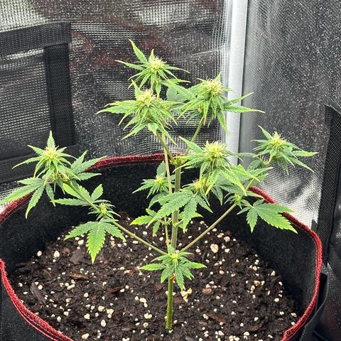 NLAF growlog timeline photo