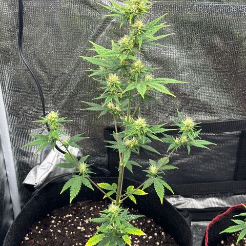 NLAF growlog timeline photo