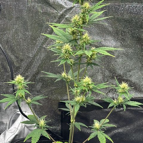 NLAF growlog timeline photo
