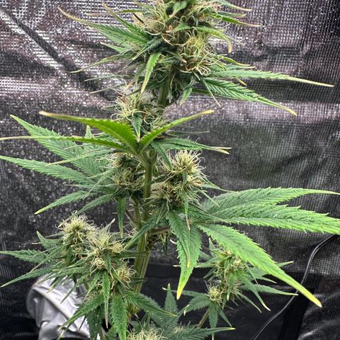 NLAF growlog timeline photo