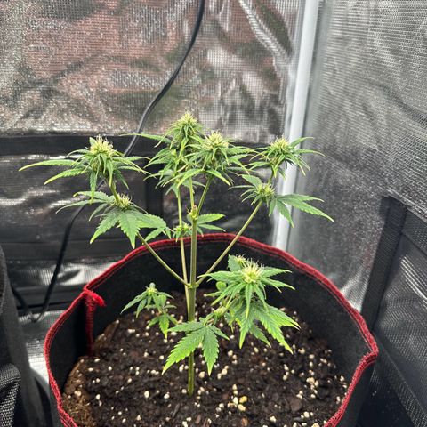 NLAF growlog timeline photo