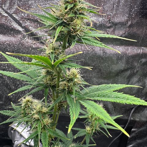 NLAF growlog timeline photo
