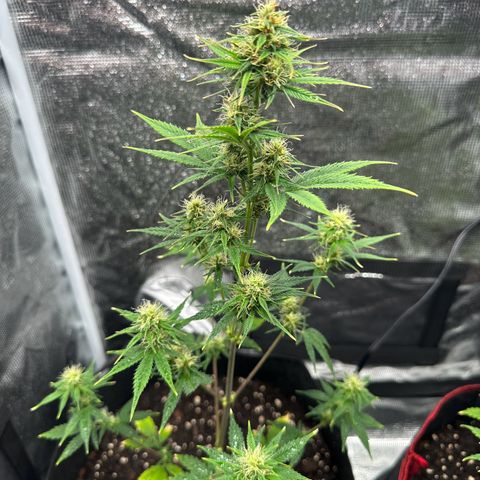 NLAF growlog timeline photo