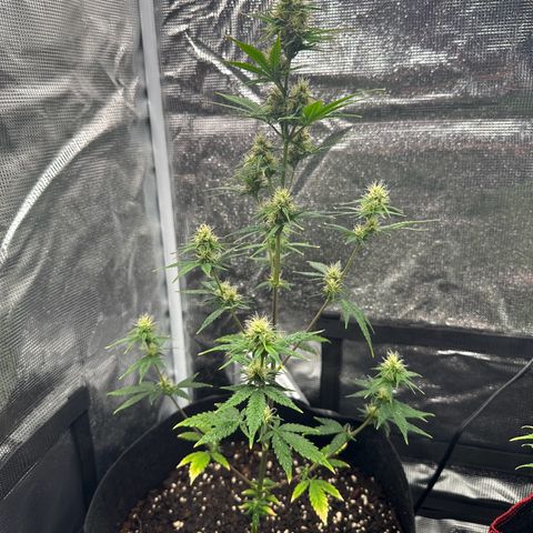 NLAF growlog timeline photo