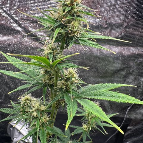 NLAF growlog timeline photo