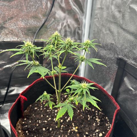 NLAF growlog timeline photo
