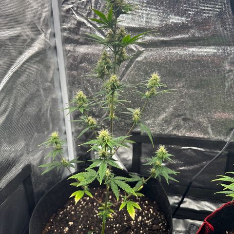 NLAF growlog timeline photo