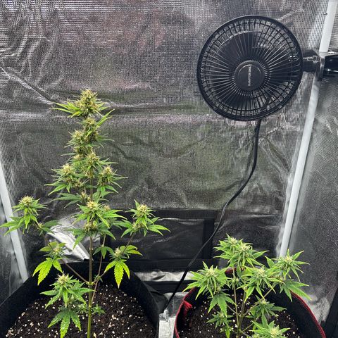 NLAF growlog timeline photo