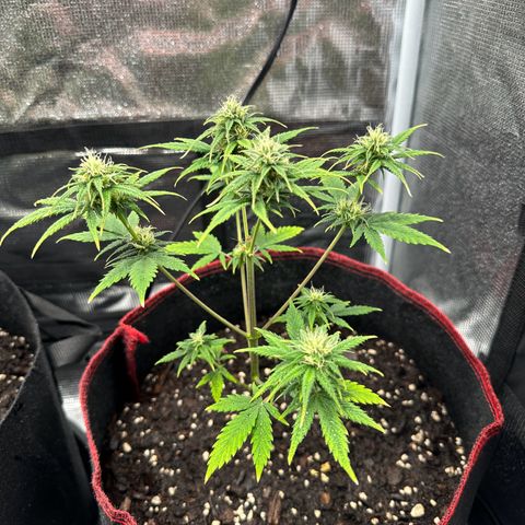 NLAF growlog timeline photo