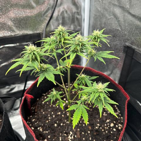 NLAF growlog timeline photo