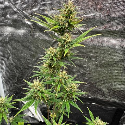 NLAF growlog timeline photo