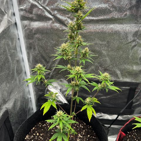 NLAF growlog timeline photo