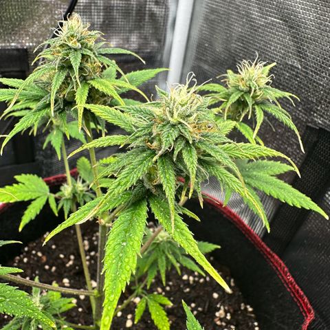 NLAF growlog timeline photo