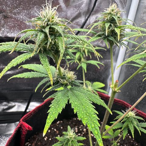 NLAF growlog timeline photo