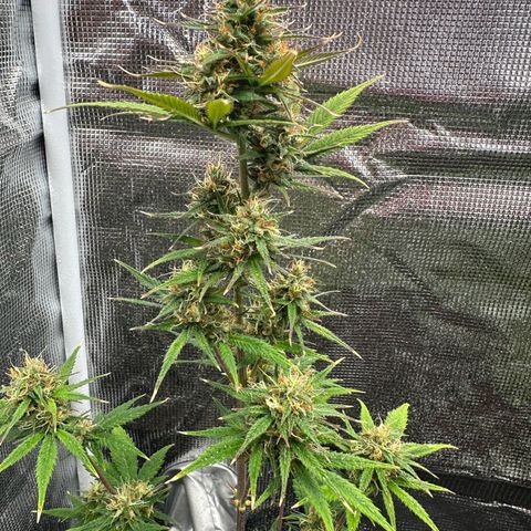 NLAF growlog timeline photo