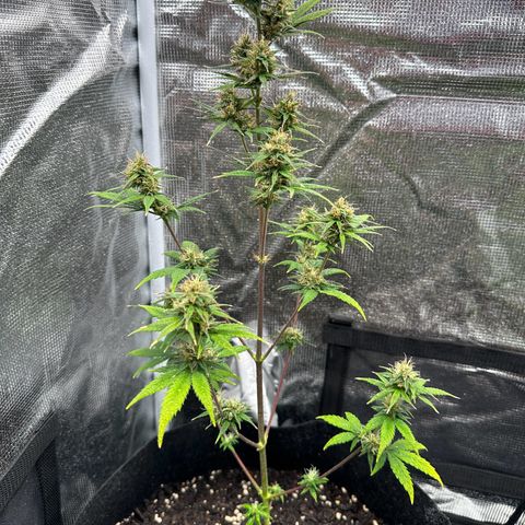 NLAF growlog timeline photo